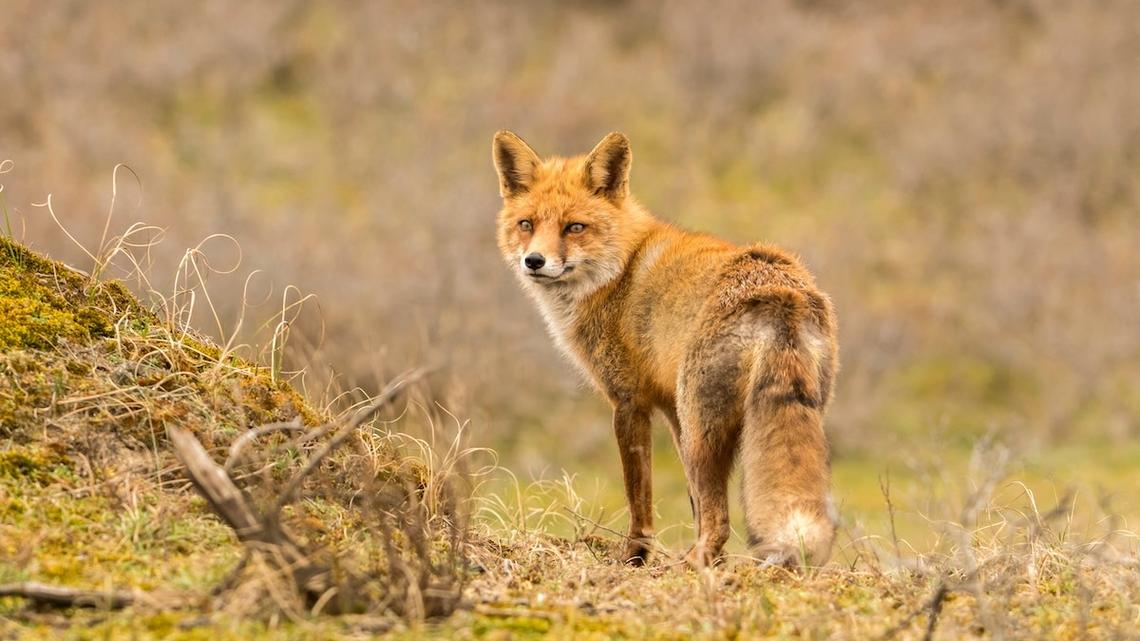 Red Fox Sneaks Onto Cargo Ship in England and Hitches a Ride Straight to the Bronx Zoo
