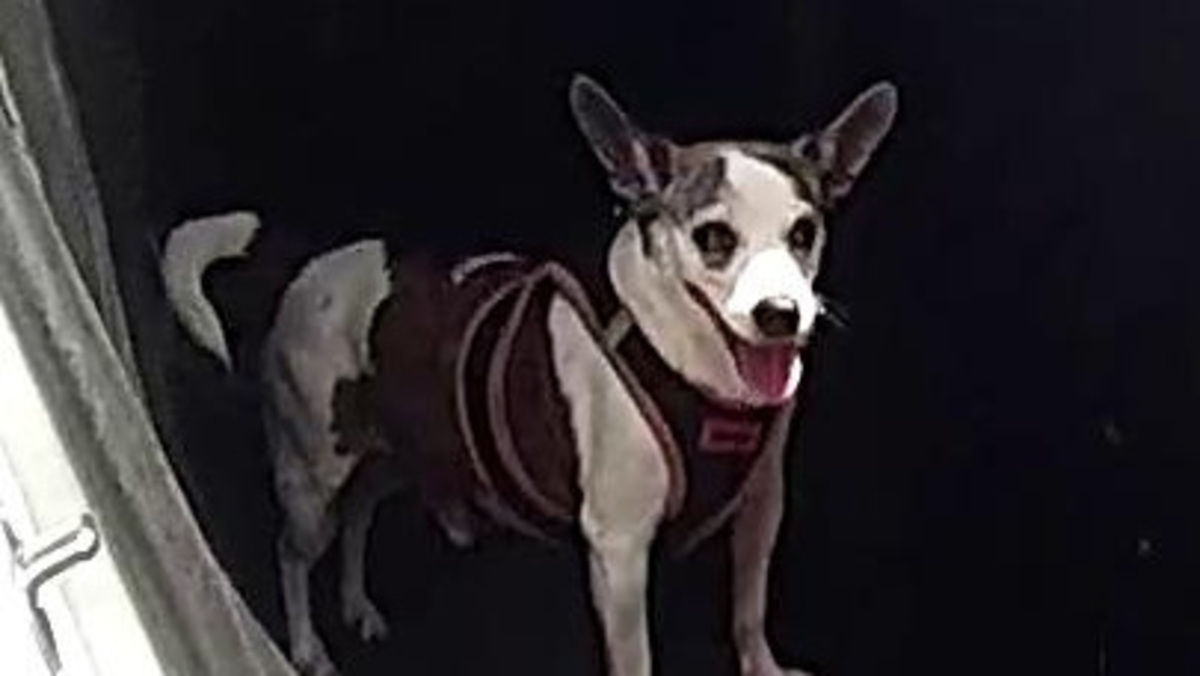 PETA seeks policy change after dog left in hot car in Leesburg parking lot