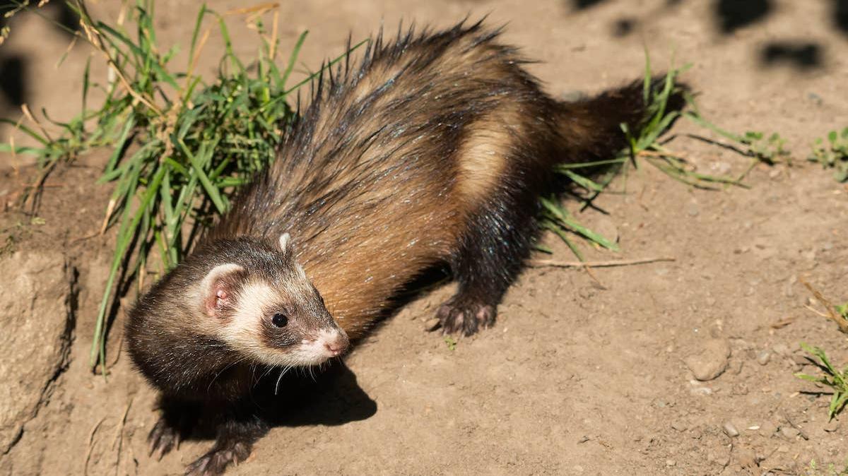 a black-footed ferret looks around from its position on some bare soil.