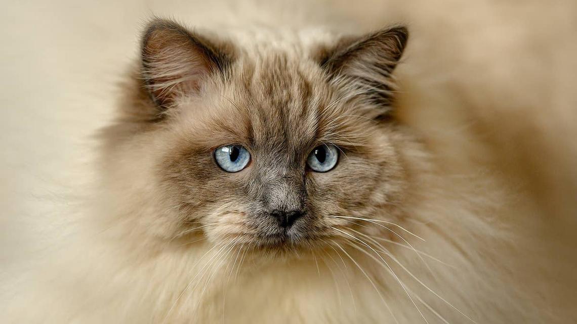 Ragdoll Cat Goes Viral for Her Jaw-Dropping Amount of Fluff-and Experts Explain Why 