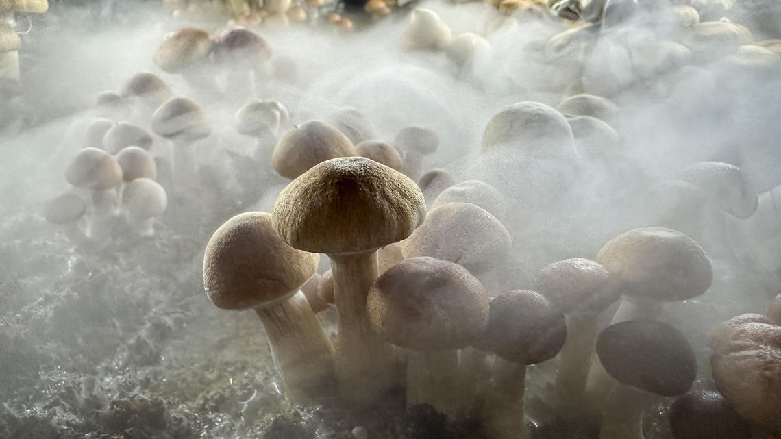 Editorial: A psychedelics revival is overdue