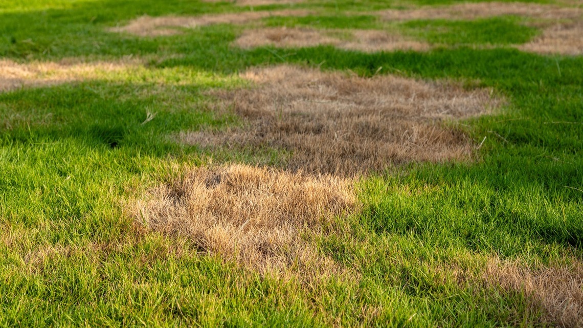 Don't Try to Keep Your Lawn Green During a Drought-Do This Instead