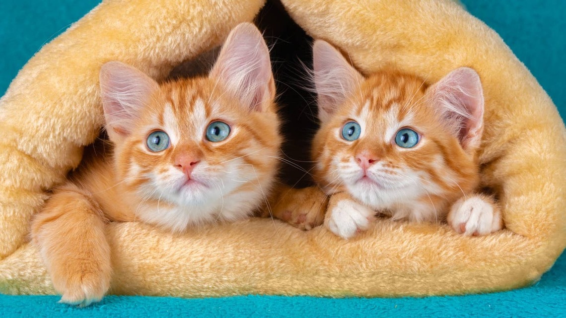 Orange Polydactyl Kittens Have Toes So Big, They Look Like Tiny 'Pumpkin Stompers 