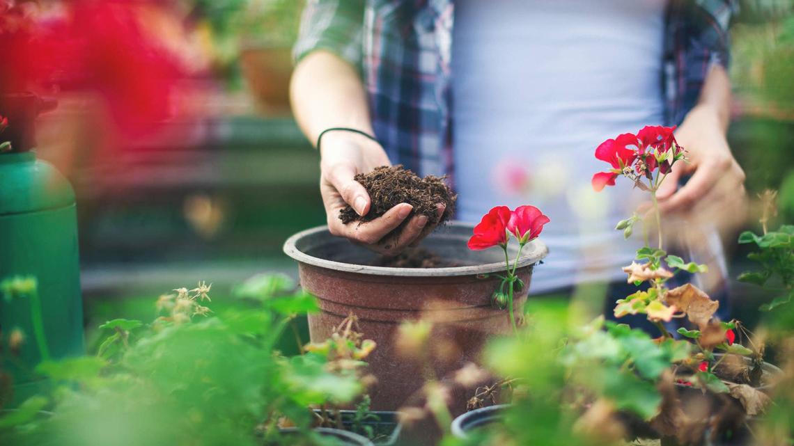 Are You Buying the Wrong Soil for your Garden? 
