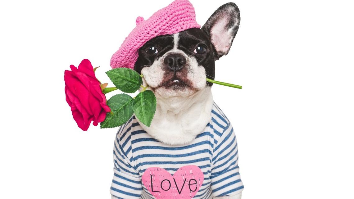 How Popular Is Your Pup? American Kennel Club Announces Most In-Demand Dog Breeds of the Year 