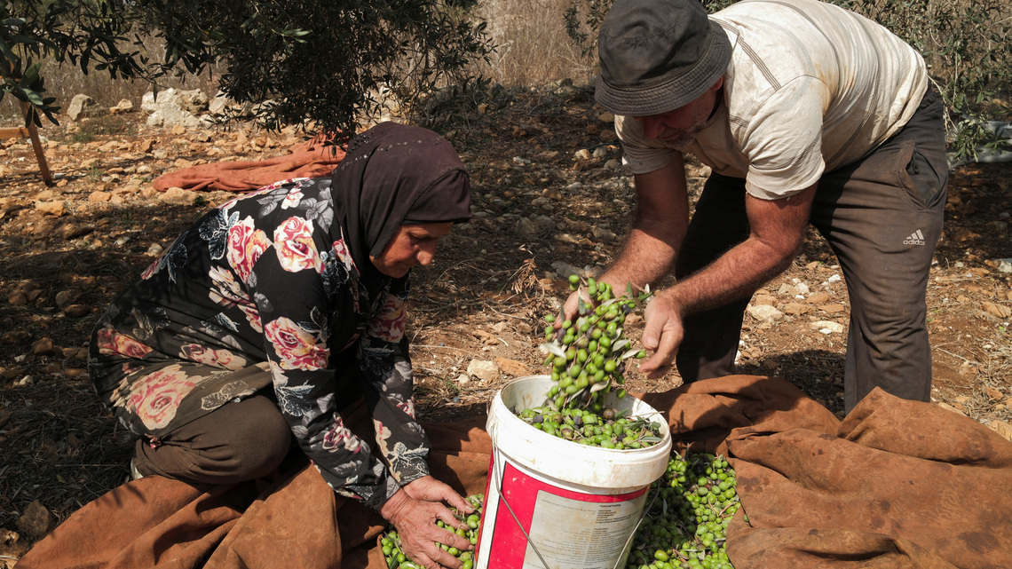 In Lebanese village near Israeli troops, farmers brave danger to harvest their olives 