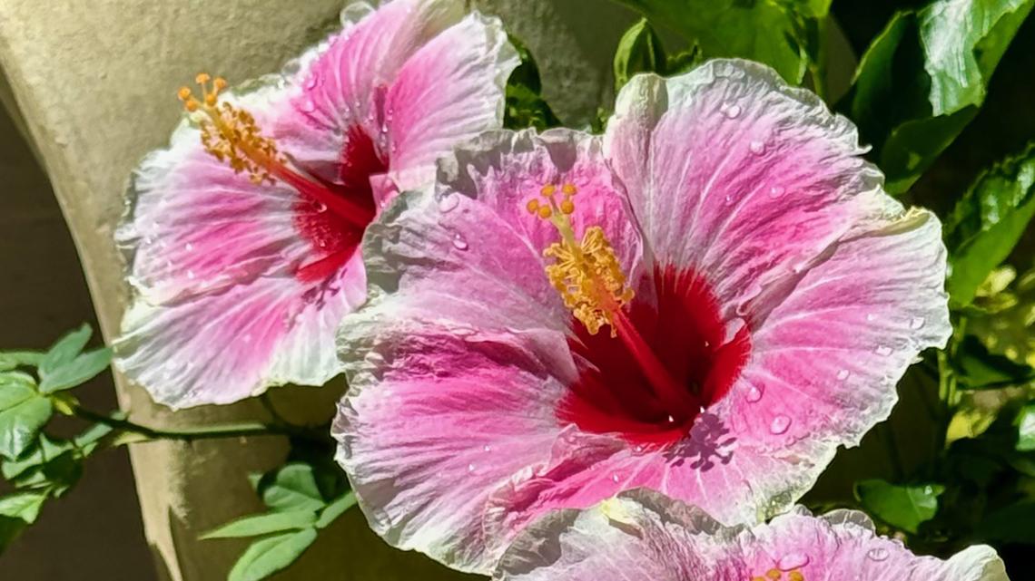 On Gardening: Hollywood Hibiscus will give you that island life 