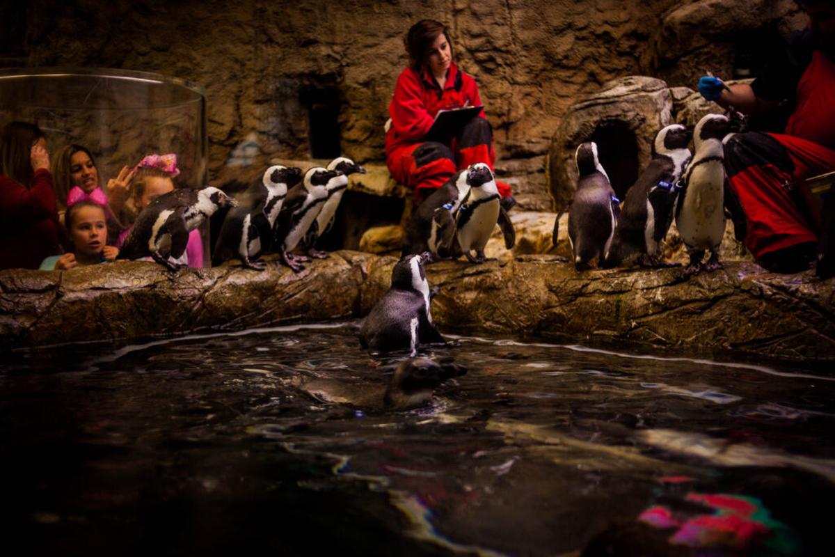  Penguins at Ripley’s Aquarium of the Smokies in Gatlinburg, Tennessee. Photo credit: Tennessee Department of Tourism Development 