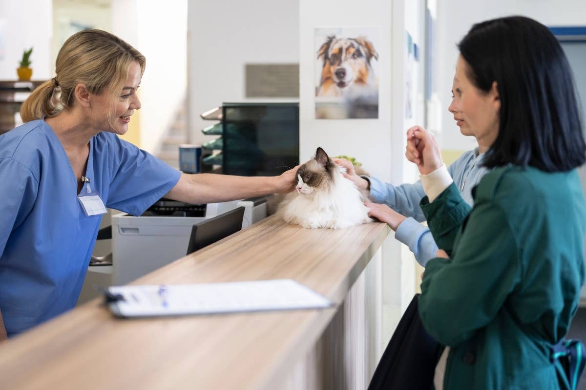  Ragdolls need checkups at the vet to stay healthy.