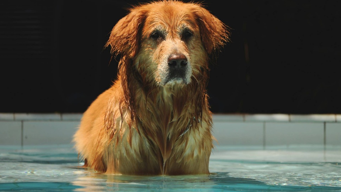 Sweet Golden Retriever Uses Human As the Best Pool Noodle 