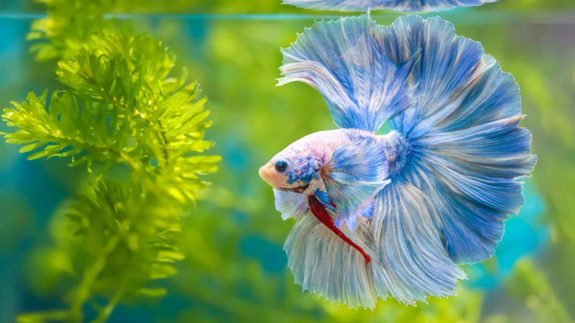 Betta Fish Pretending To Play Dead Had the Internet Completely Fooled 