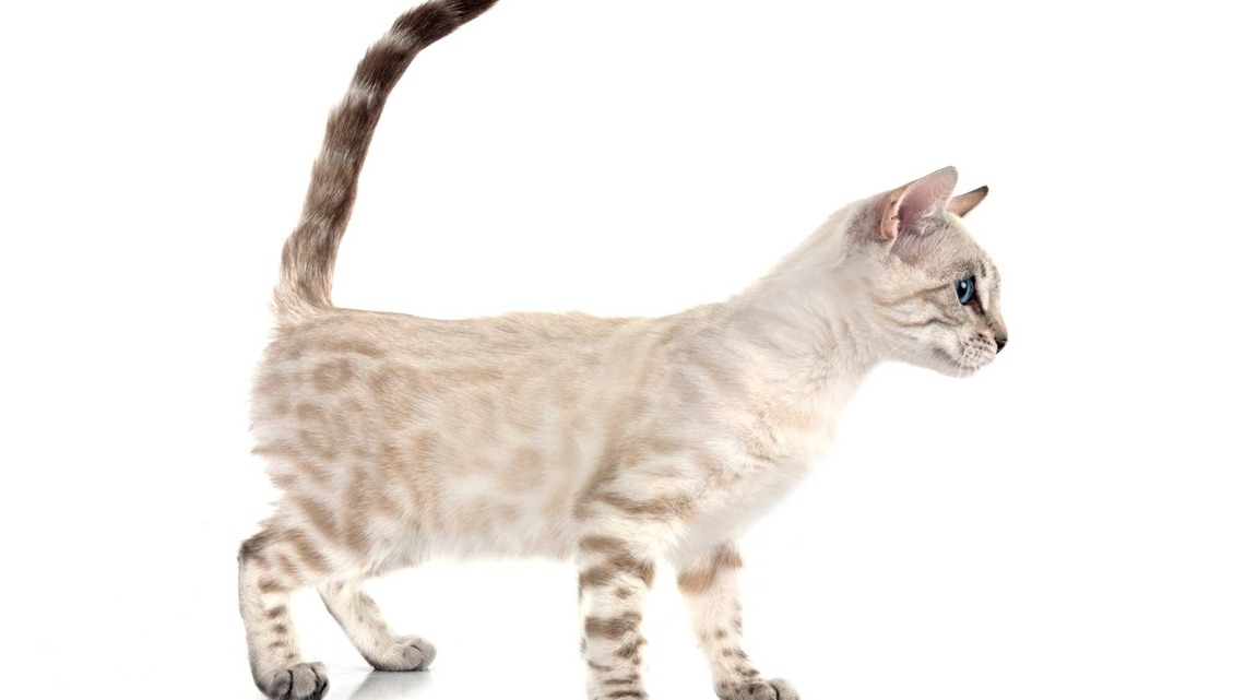 Rare Seal Mink Spotted Bengal Cat Has Stunning Aquamarine Eyes 