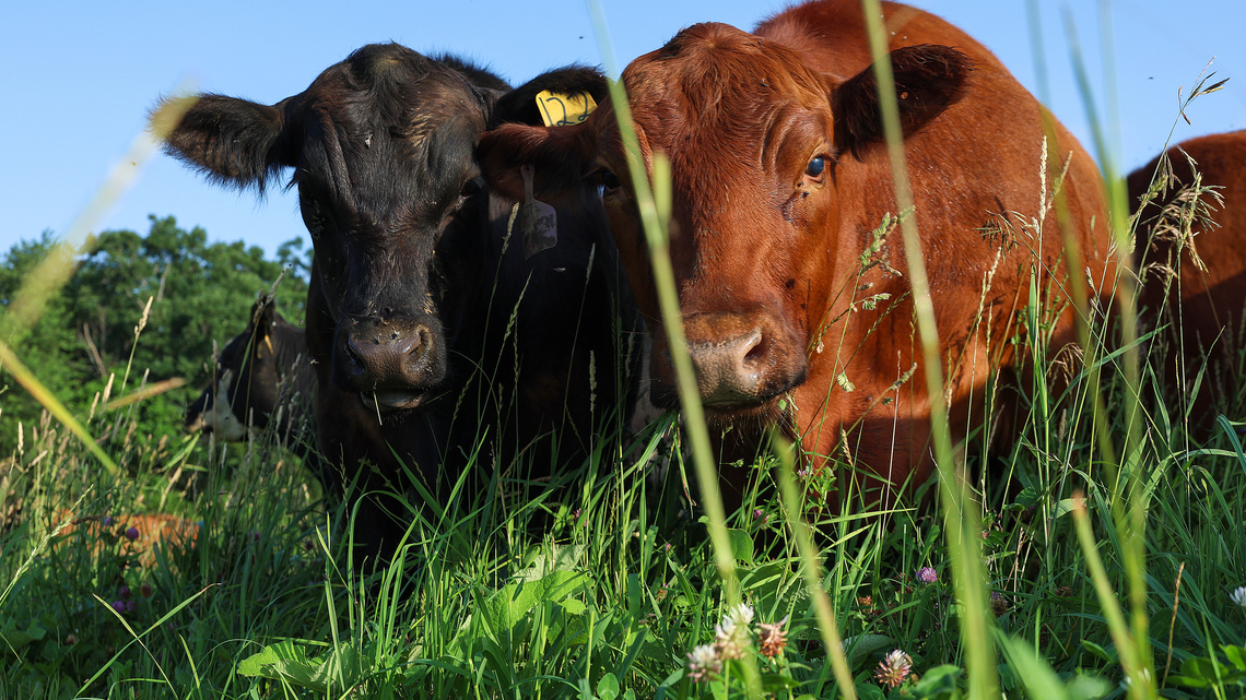 Why is beef so expensive? And can consumers expect lower prices anytime soon? ‘It's got to get worse before it gets better' 