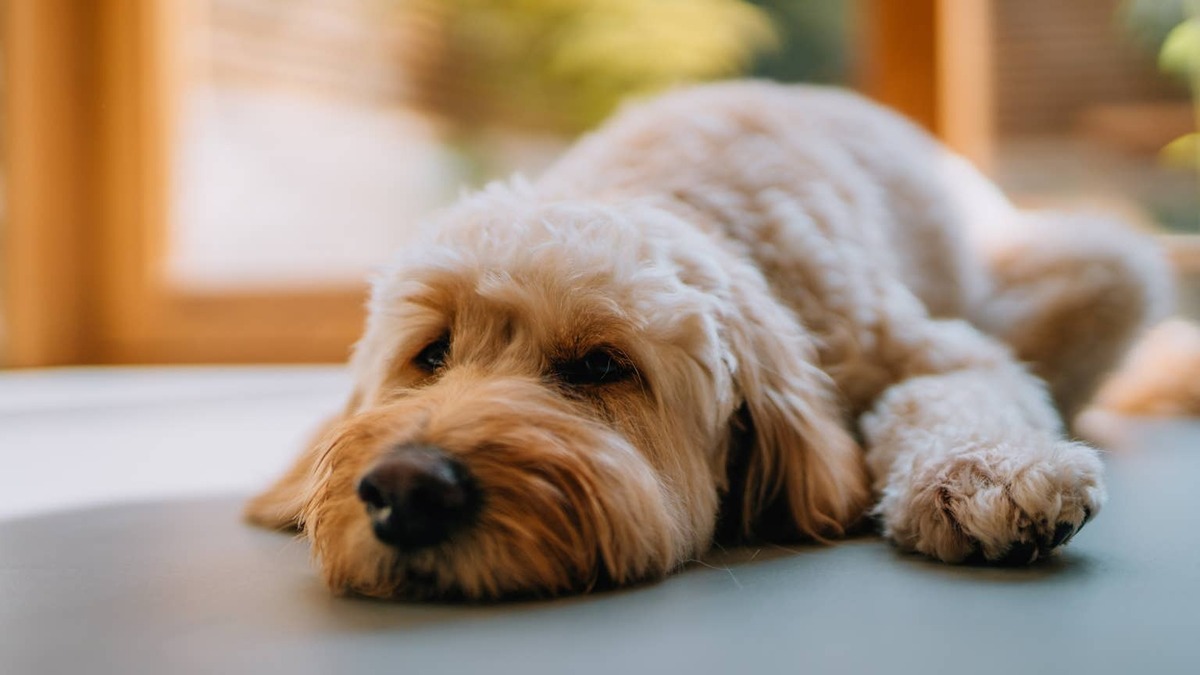 Tired Goldendoodle resting on the floor. 