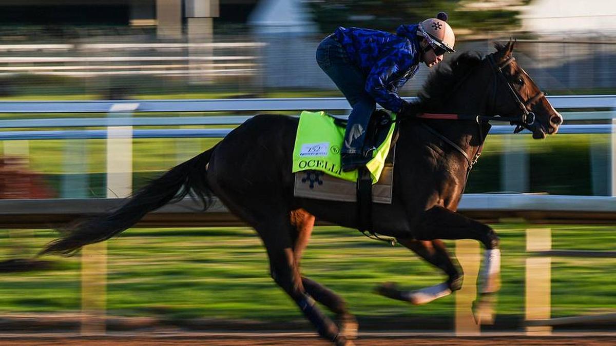  Ocelli is the only Derby horse likely to run in the Preakness. | Matt Stone/Courier Journal / USA TODAY NETWORK via Imagn Images 