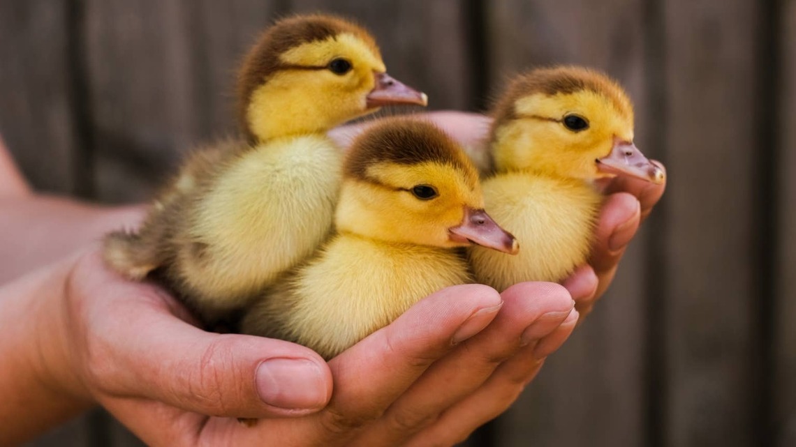 These Baby Ducks Found Their Favorite Summer Treat-and People Are Obsessed 