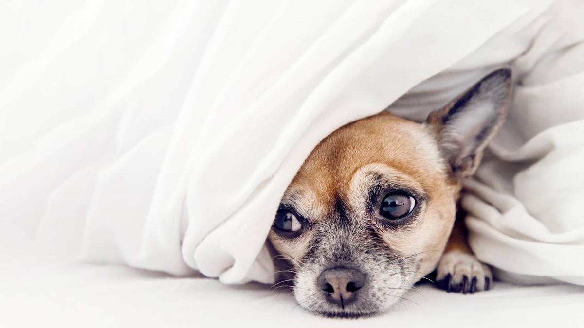 Sad looking little Chihuahua dog. 