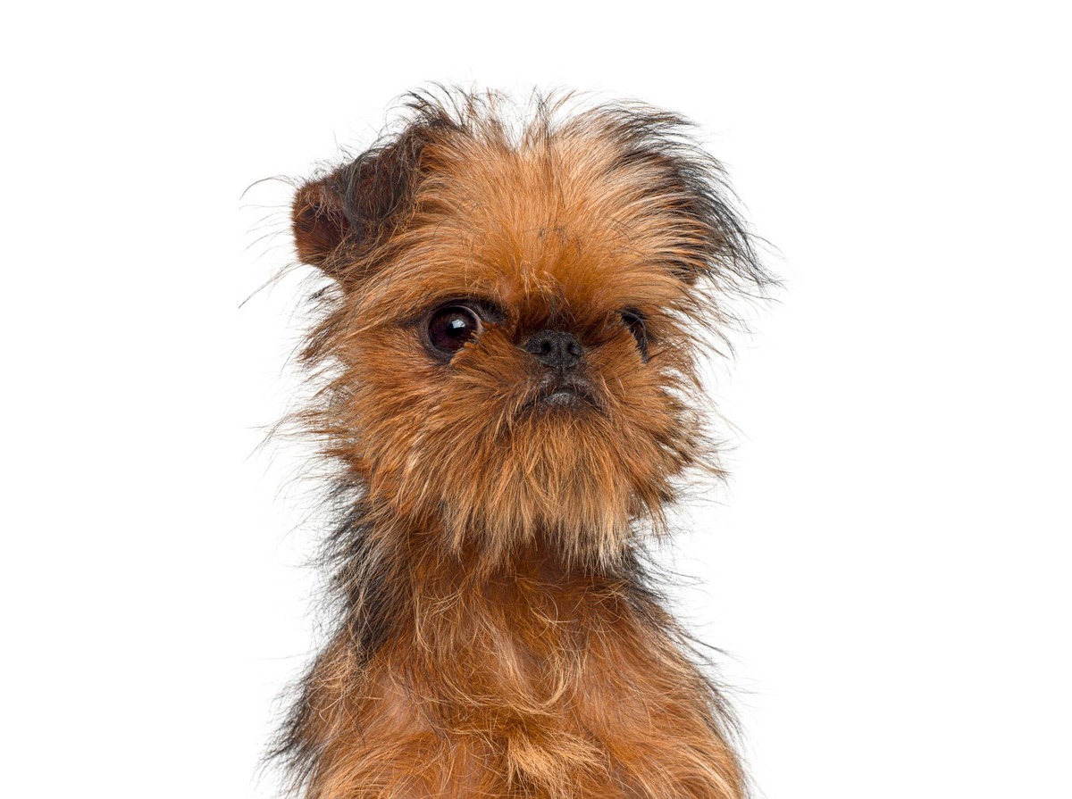  Closeup of a Brussels Griffon.