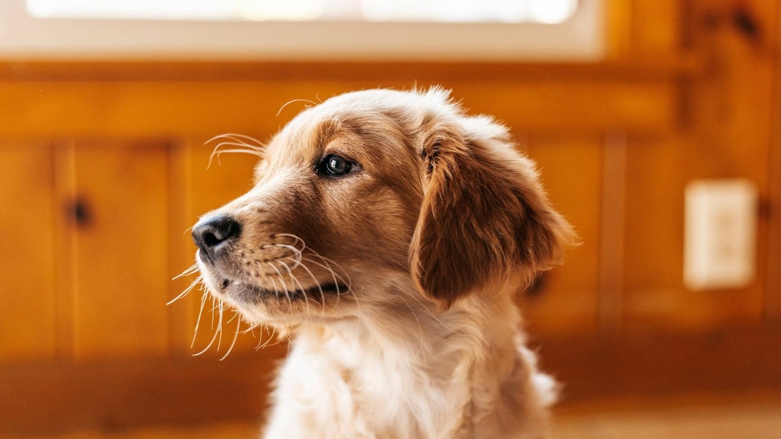 Golden Retriever Puppy's Sleepy Snores Sound Like a Precious Little Piggy 