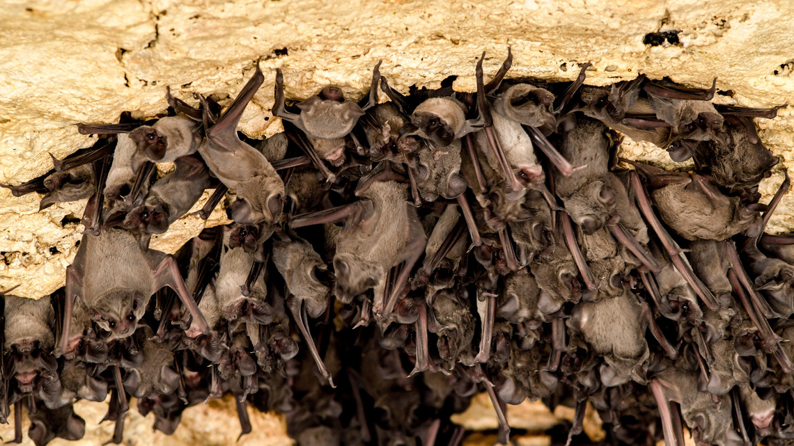 Bats help support California's ecosystems and agriculture 