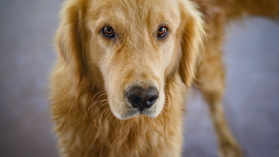 Golden Retriever's 'Invisible Super Spy' Sneak Attack on His Brother Fails Adorably 