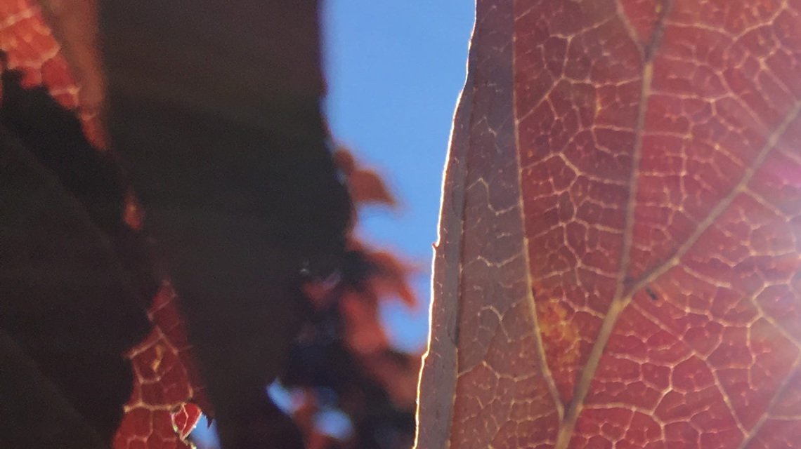 Why your favorite fall foliage is arriving later this year