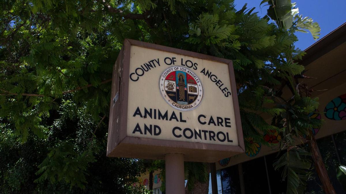The Los Angeles County Animal Care and Control Shelter on Aug. 3, 2021, in Los Angeles. Several large-scale animal rescues have occurred across Southern California this year, raising alarms among advocates about a lack of oversight and funding constraints for organizations. (Madeleine Hordinski/Los Angeles Times/TNS)