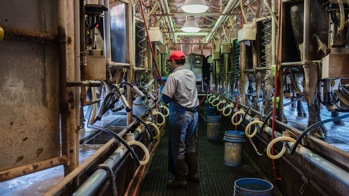 US-HEALTH-VIRUS-FARM. Raul (Che) Pedroza Cedillo milks Holstein cows at Frank Konyn Dairy Inc., on April 16, 2020, in Escondido, California.