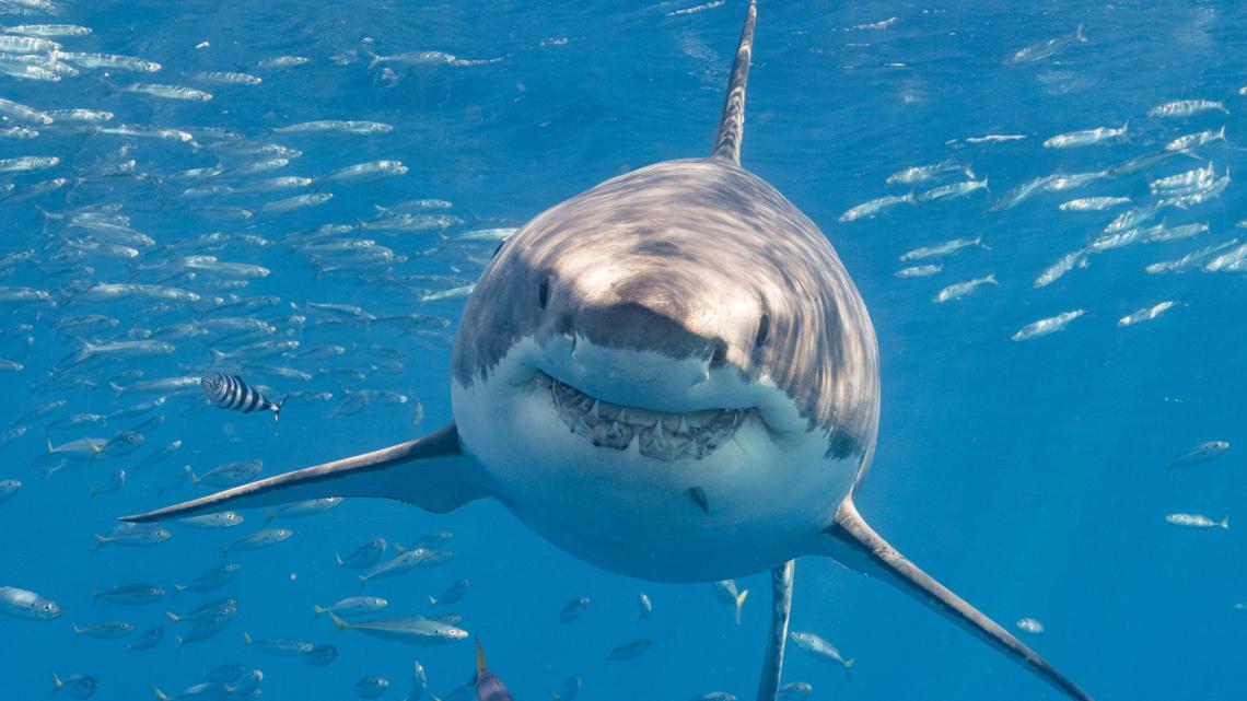 Windsurfer Dies in Horror Shark Attack at Popular Beach 