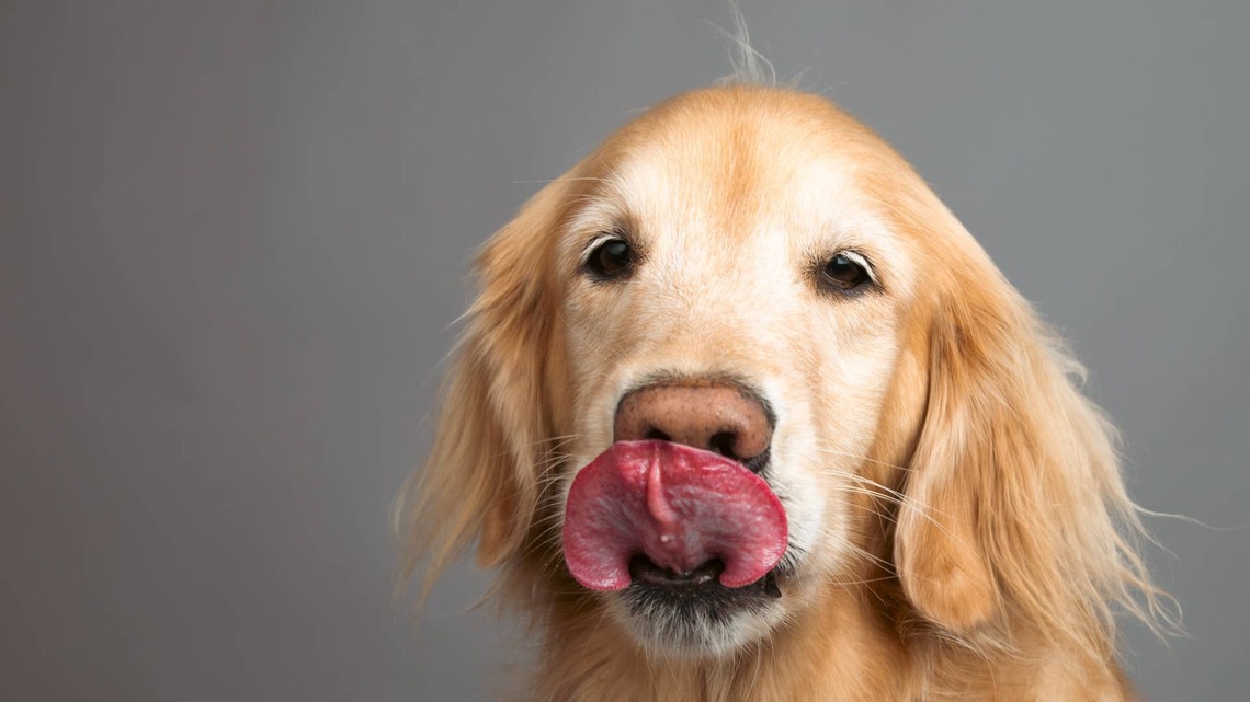 Golden Retriever Tries a New Food, and His Chomps Say It All 