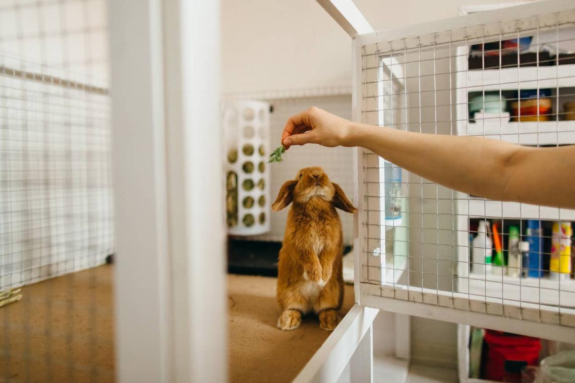  A bunny who likes its owner and enjoys being fed by hand. 