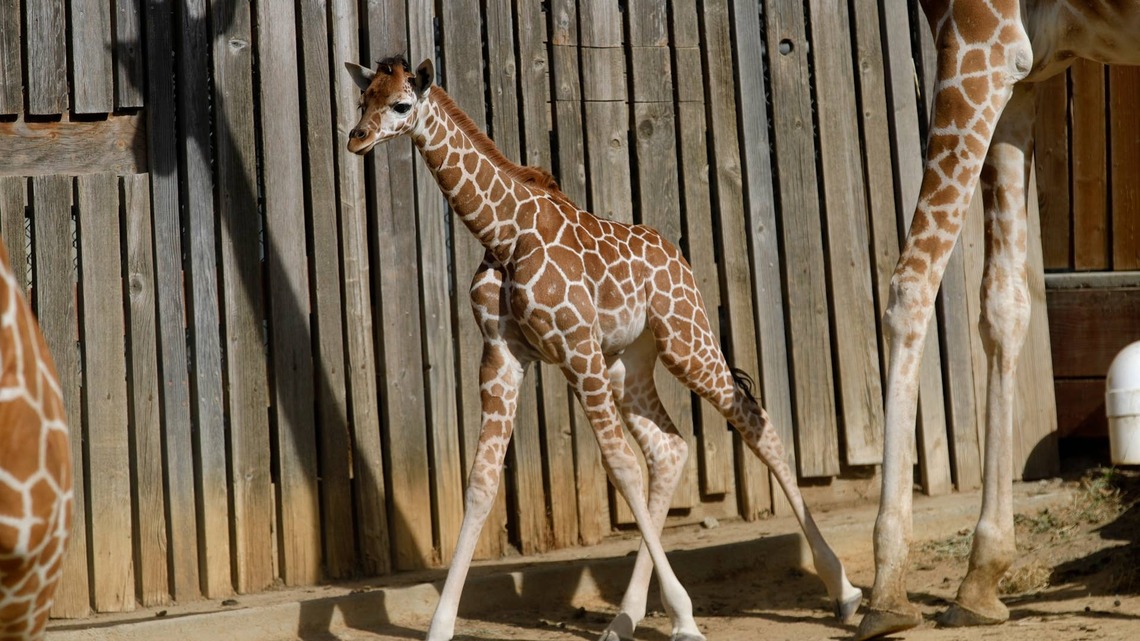 Baby Giraffe Takes Her First Steps Outside, but Her Neighbors Quickly Steal the Spotlight 
