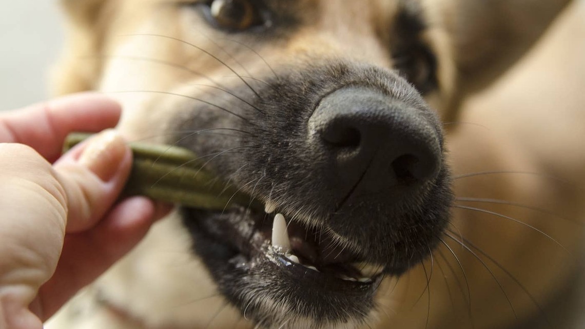 German Shepherd Happily Feasts on the Delicious Air Coming Off Mom's Chicken