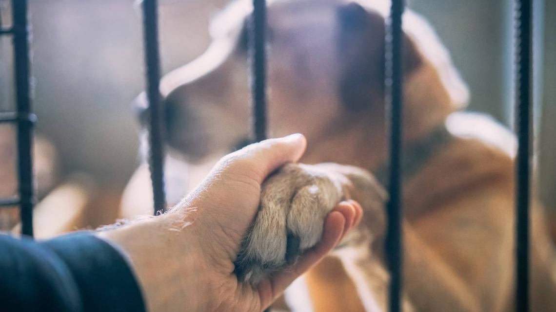 Animal Shelter Lets Rescue Dogs ‘Choose Their Person'-and It Feels Like Fate 