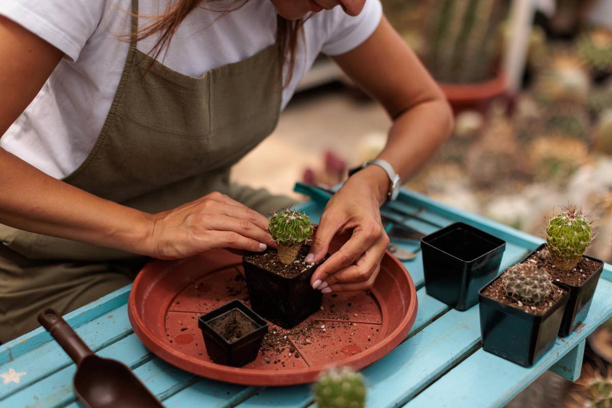  A female botanist carefully repots a small cactus at a worktable inside a greenhouse. Surrounded by gardening tools and soil, she demonstrates precision and care in plant cultivation, representing horticulture, sustainable gardening, and botanical expertise. 