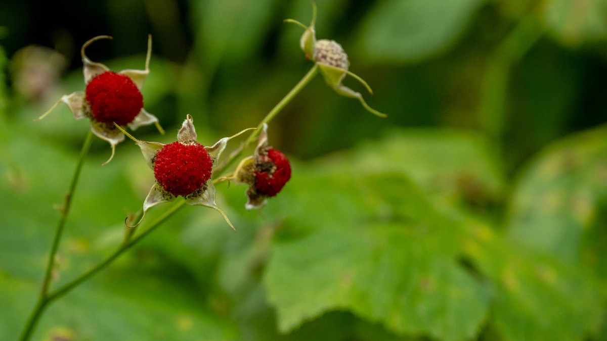 The Summer The Thimbleberries Failed