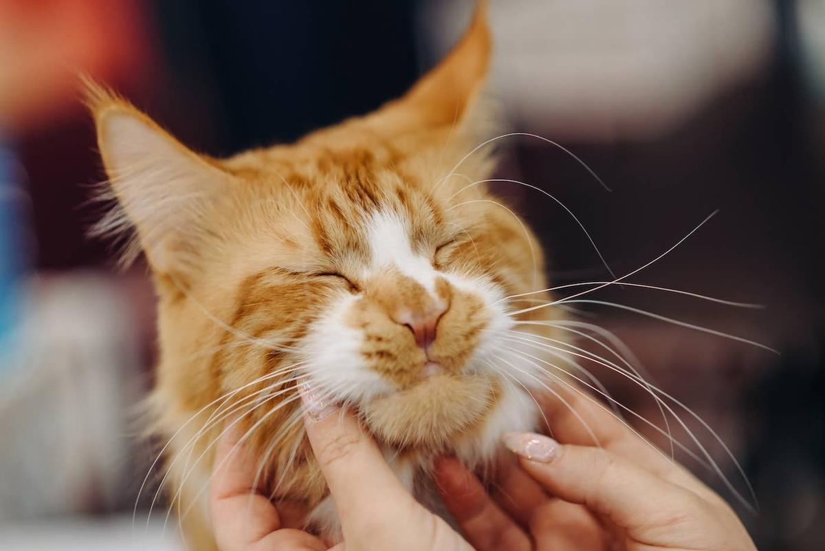  Maine Coon cat getting their face squished.