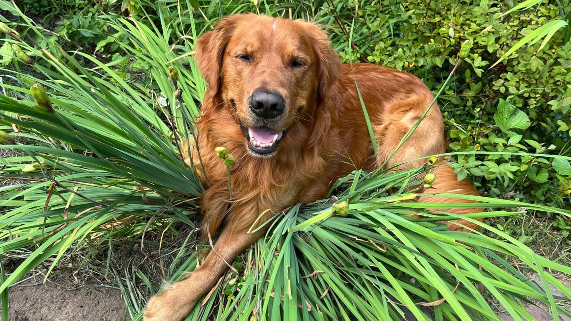 Golden Retriever Won't Give up on the Spot Where He Once Found a Treat 