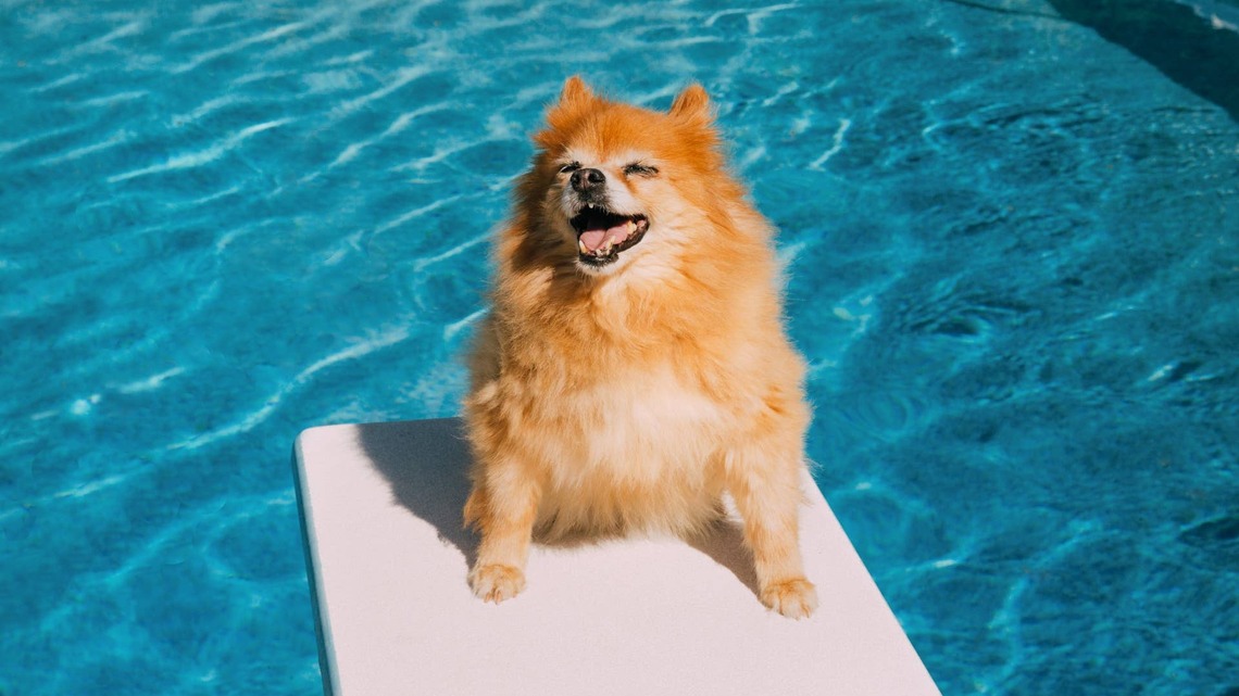 How To Keep Dogs From Overheating in Summer 