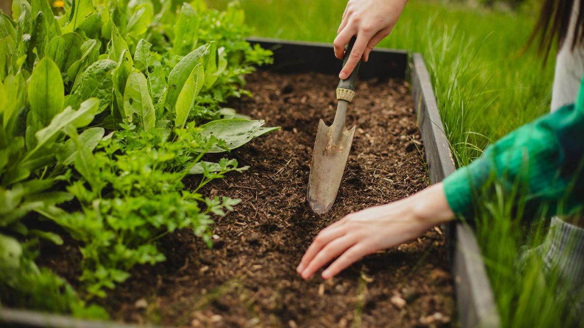 preparing a wooden bed for growing in the backyard garden. rake preparing the soil for planting seeds at home.
