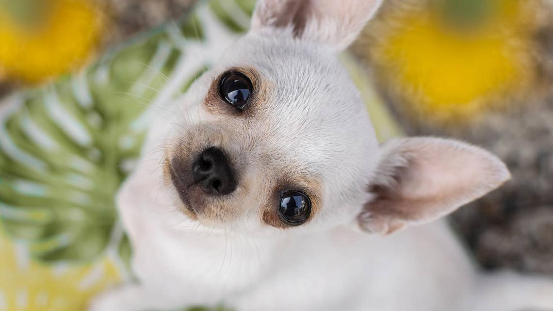 Rescue Dog Always Holds Something In Her Mouth When Mom Comes Home-Here's Why 