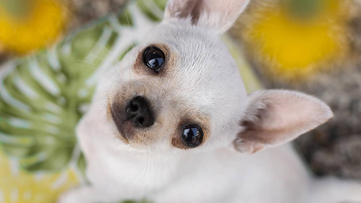 Chihuahua looking up. 