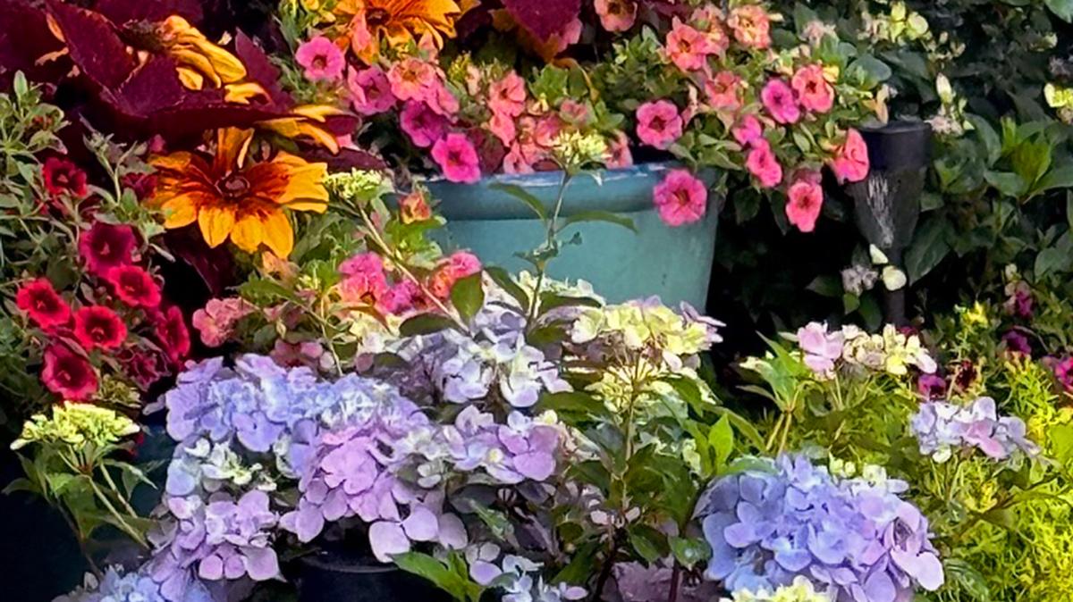 The Fairytrail Fresco Cascade Hydrangea blooms in either pink or blue, depending on the soil pH, and starts flowering early in the season. This flower bed and grouping of containers together create a vibrant floral display.