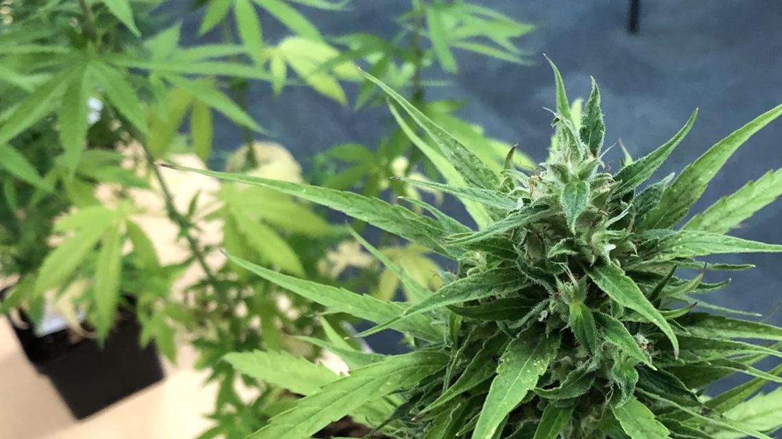 Judge blocks temporarily blocks Texas ban on smokable hemp 