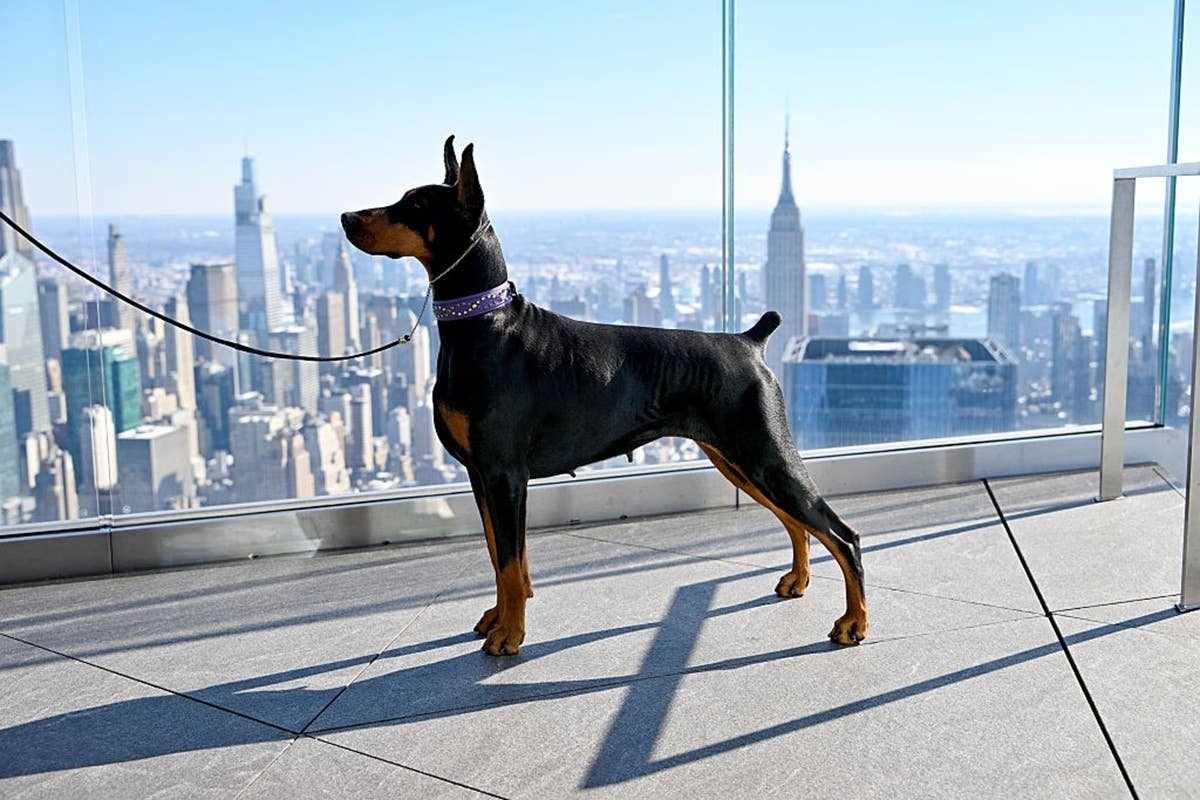  These dogs are alert, protective and adaptable to urban living.
