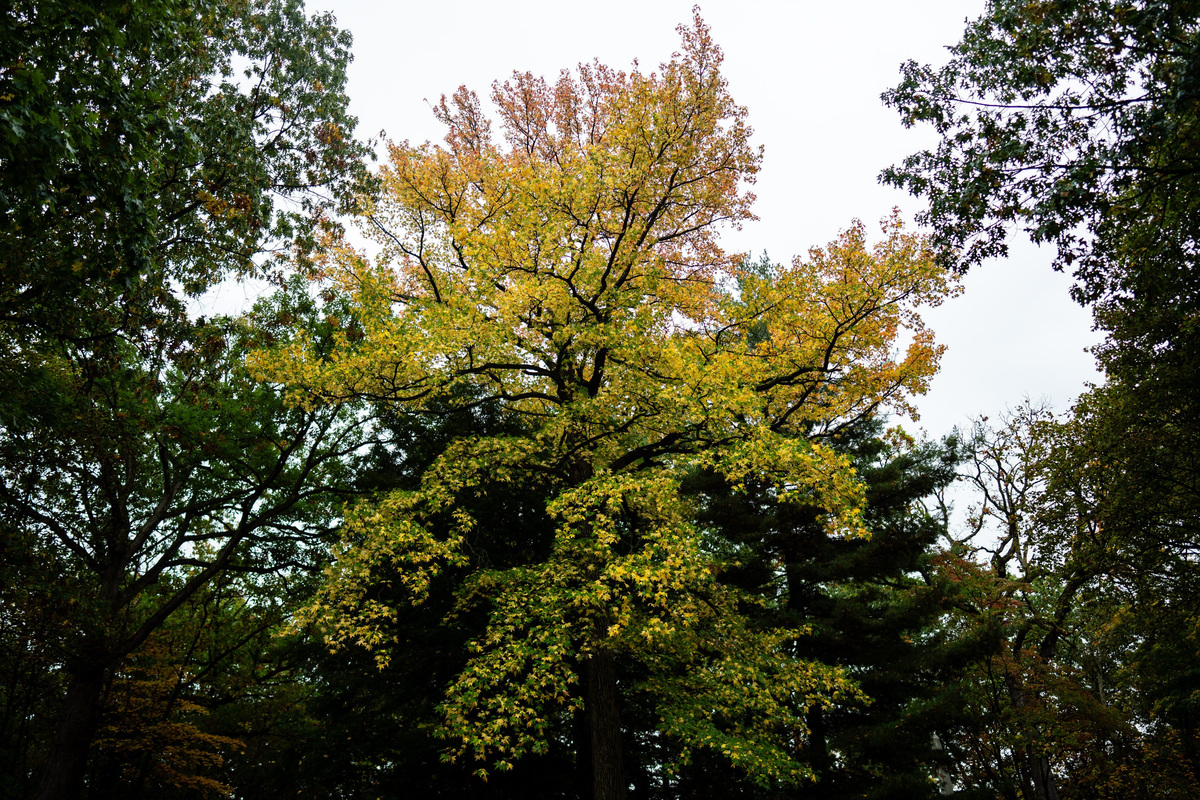 Fall colors burst across Greater Akron as leaves reach near peak ...