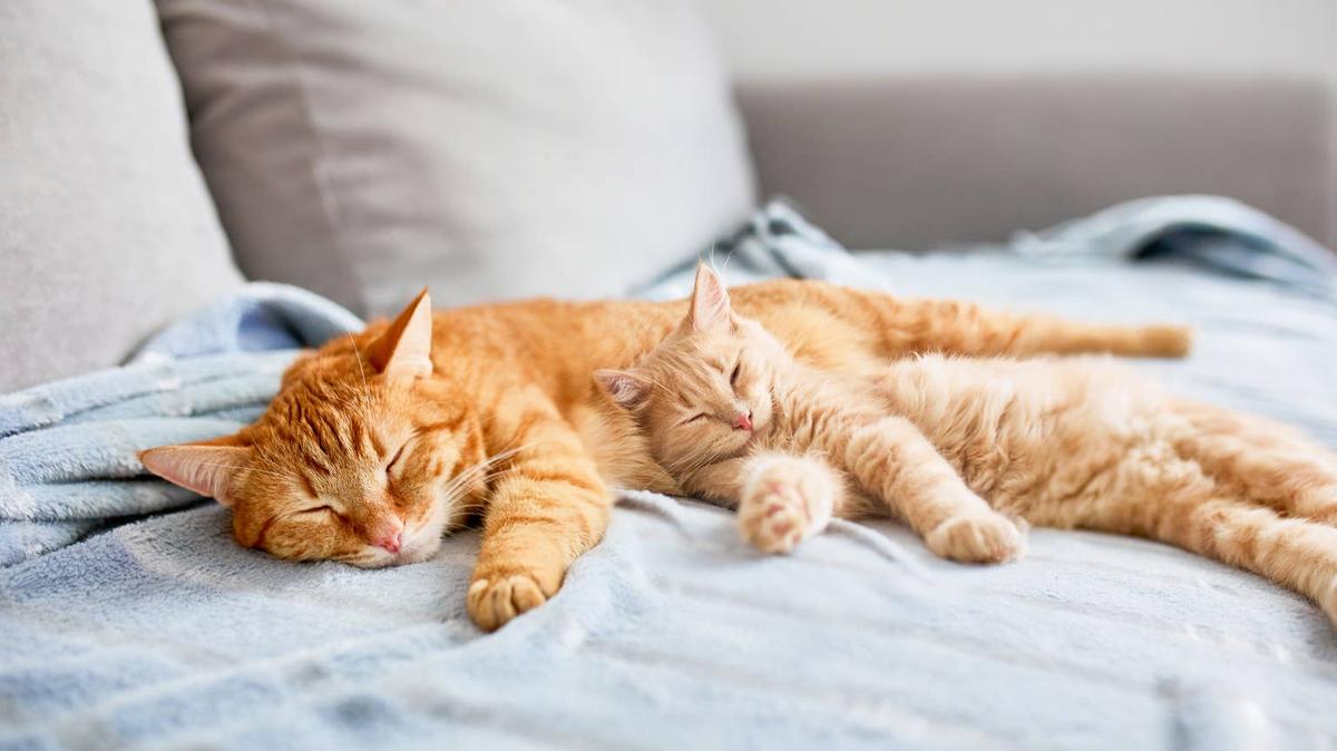 Two cats sleeping on bed together. 