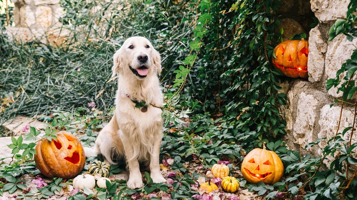 Golden Retriever Sees a 12-Foot Skeleton and Decides Those Bones Are His Business 