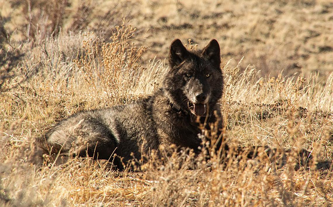 A gray wolf is shown in Northern California.