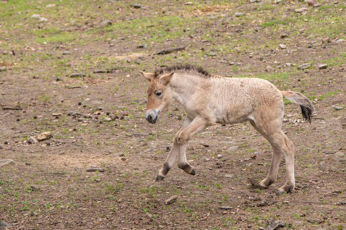  Przewalski's horse foal jumping.